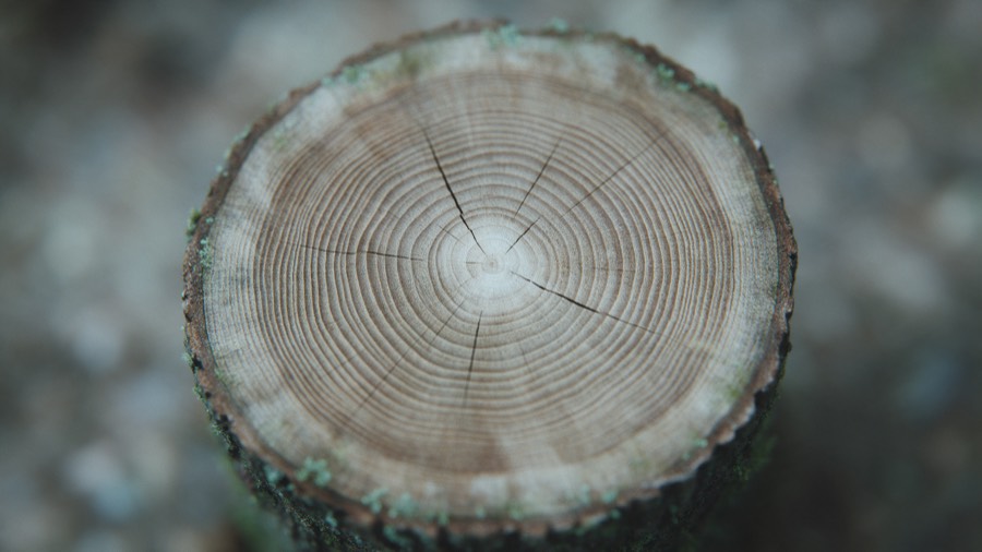 The cut face of a tree trunk, its growth rings spreading out from the center
